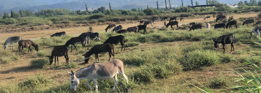 Eşek sütü gerçekten çok mu faydalı?